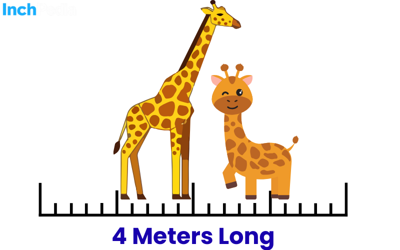 How Long Is 4 Meters