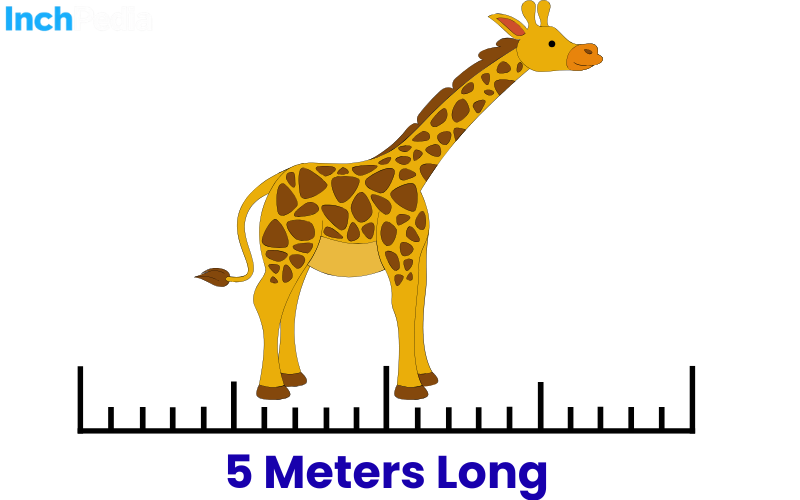 How Long Is 5 Meters