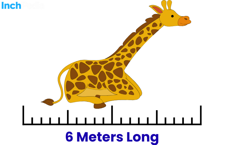 How Long Is 6 Meters