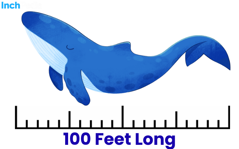 How Long Is 100 Feet