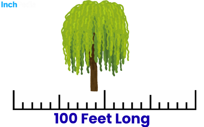 How Long Is 100 Feet