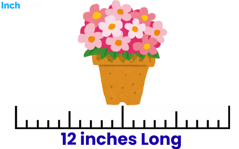 How Long Is 12 Inches