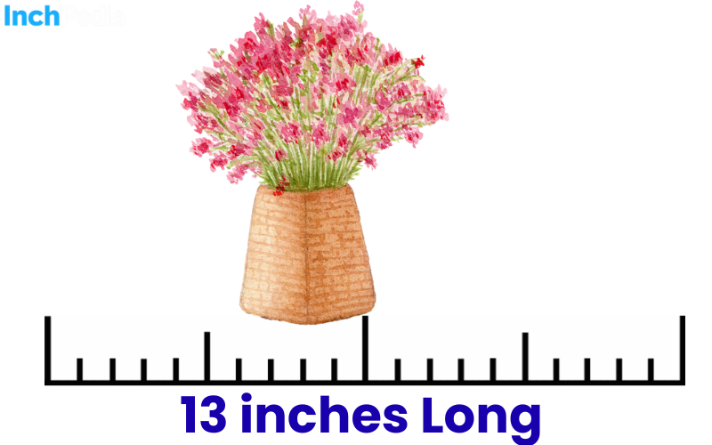 How Long Is 13 Inches