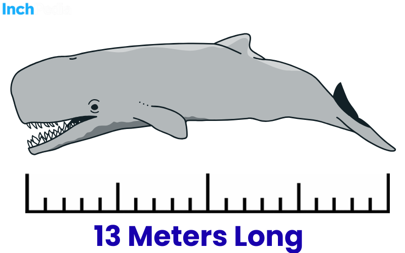 How Long Is 13 Meters