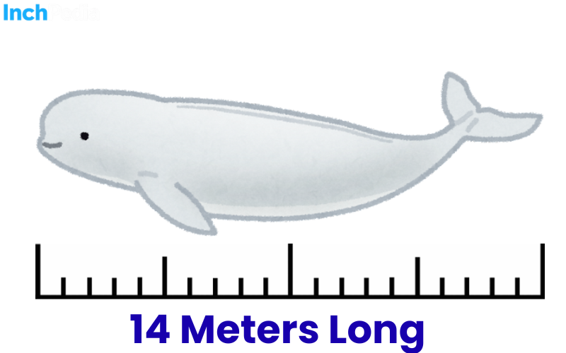 How Long Is 14 Meters