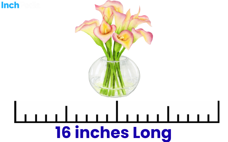 How Long Is 16 Inches