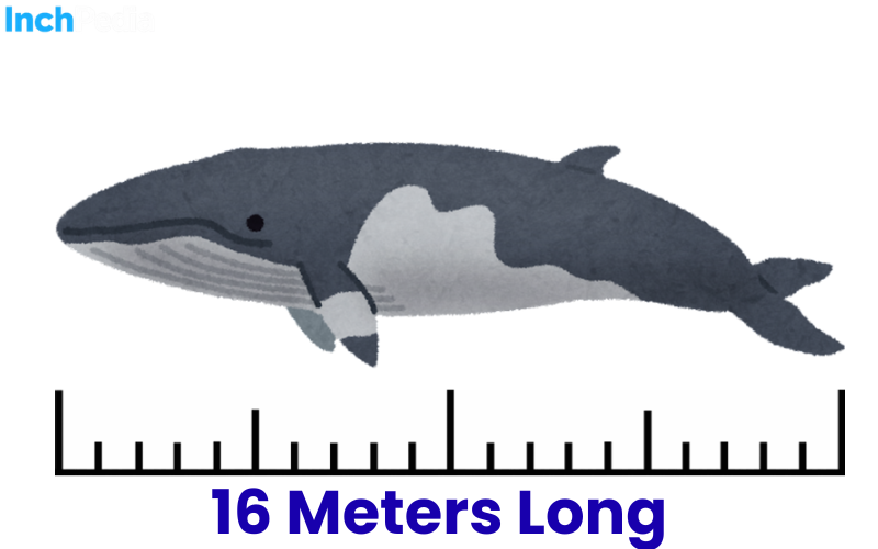 How Long Is 16 Meters