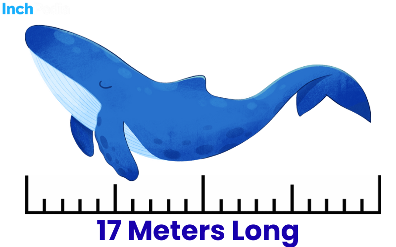 How Long Is 17 Meters
