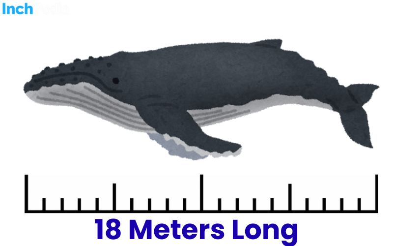 How Long Is 18 Meters