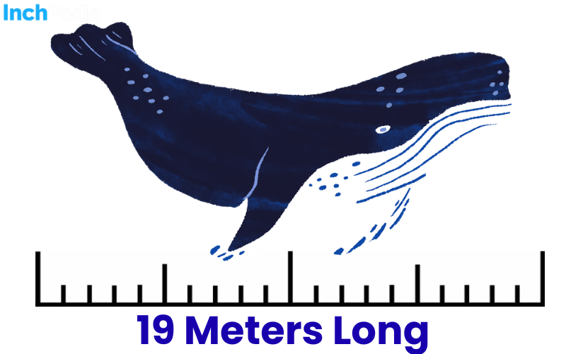 How Long Is 19 Meters