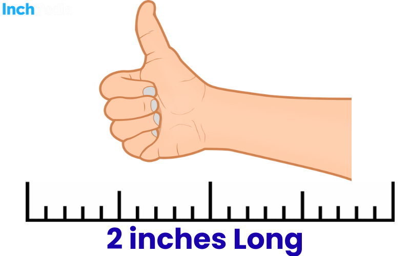 How Long Is 2 Inches