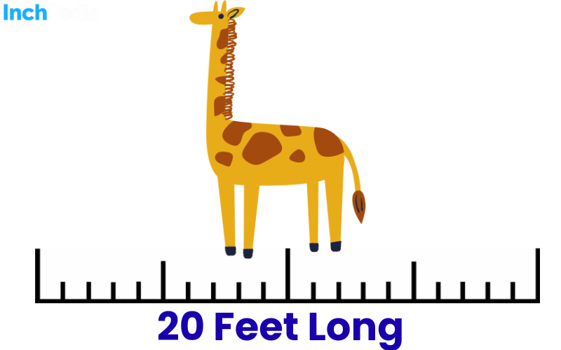 How Long Is 20 Feet