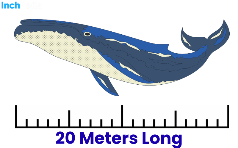 How Long Is 20 Meters