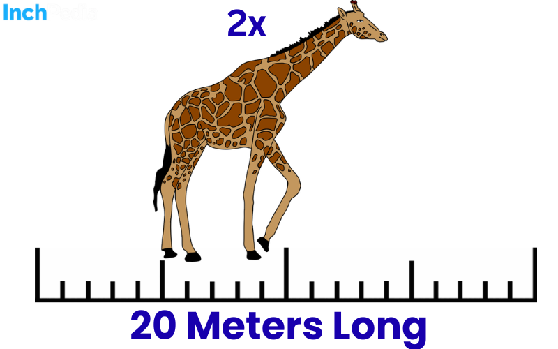 How Long Is 20 Meters