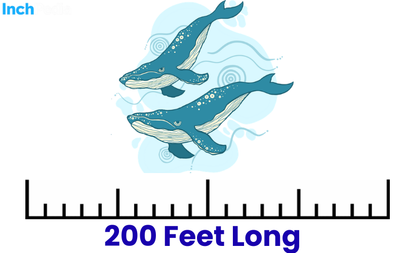 How Long Is 200 Feet