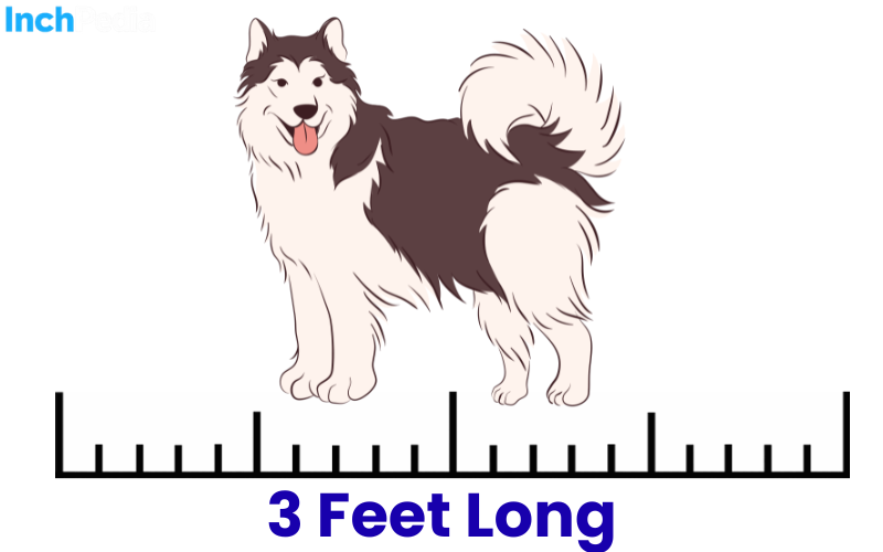 How Long Is 3 Feet