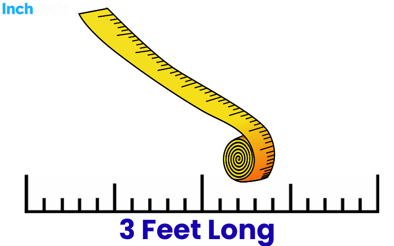 How Long Is 3 Feet