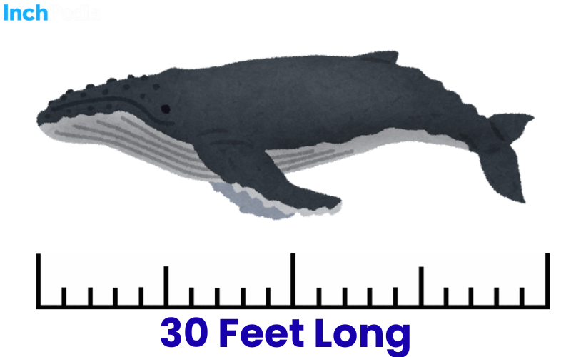 How Long Is 30 Feet