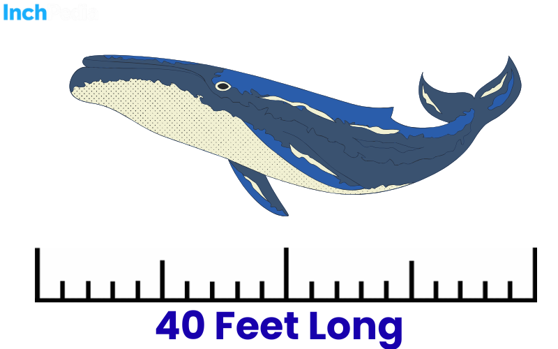 How Long Is 40 Feet