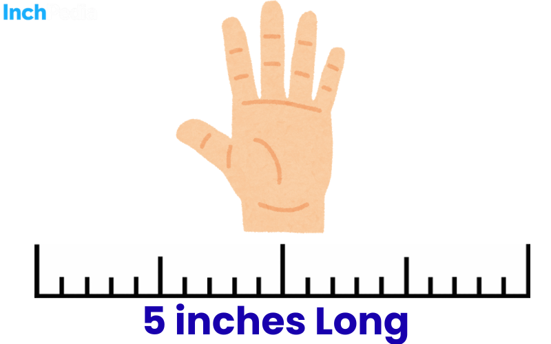 How Long Is 5 Inches