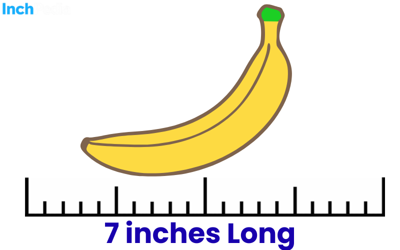 How Long Is 7 Inches