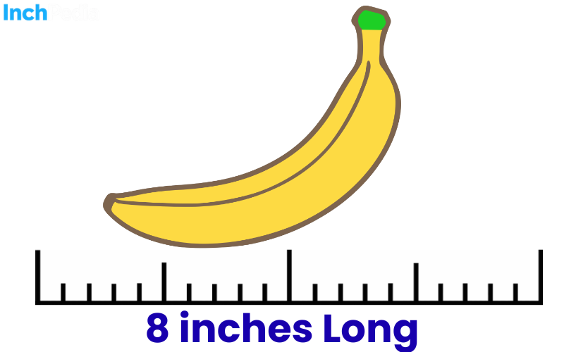 How Long Is 8 Inches