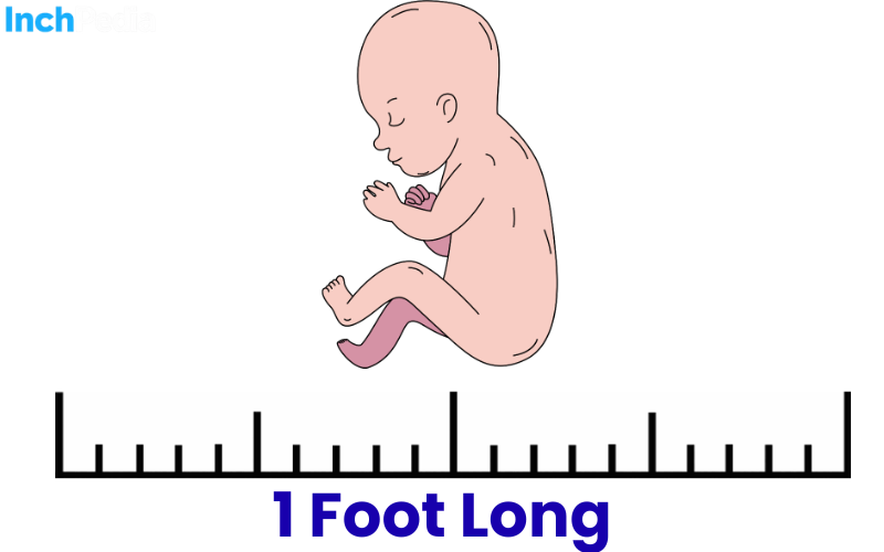 How Long Is A Foot