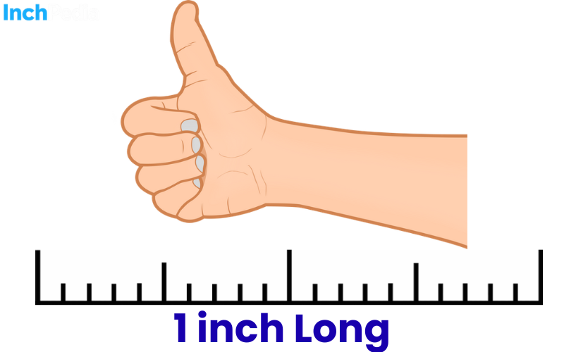 How Long Is an Inch