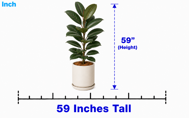 How Tall Is 59 Inches