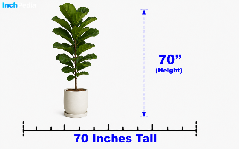 How Tall Is 70 Inches